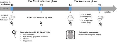 Natural Mineral Waters and Metabolic Syndrome: Insights From Obese Male and Female C57BL/6 Mice on Caloric Restriction